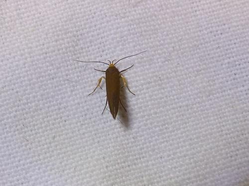 Crassa unitella